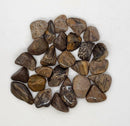 PETRIFIED PALM WOOD - Tumbled