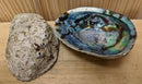Abalone Shell