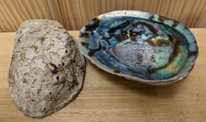 Abalone Shell