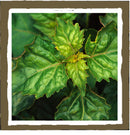 Candle, 4oz. Travel Tin Soy