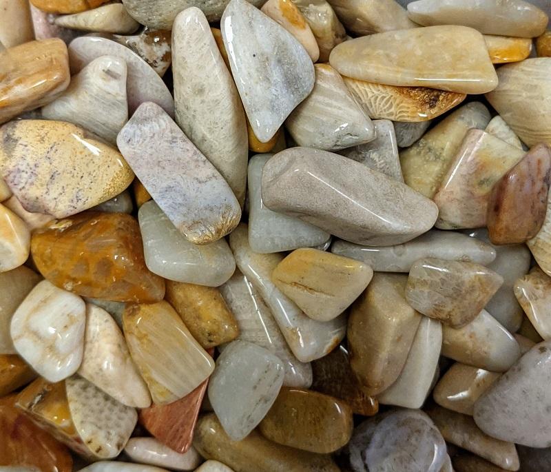 Coral, Fossiled - Tumbled (Ag