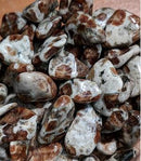 GARNET IN LIMESTONE - Tumbled