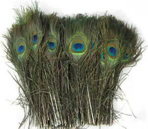 Feather, Peacock