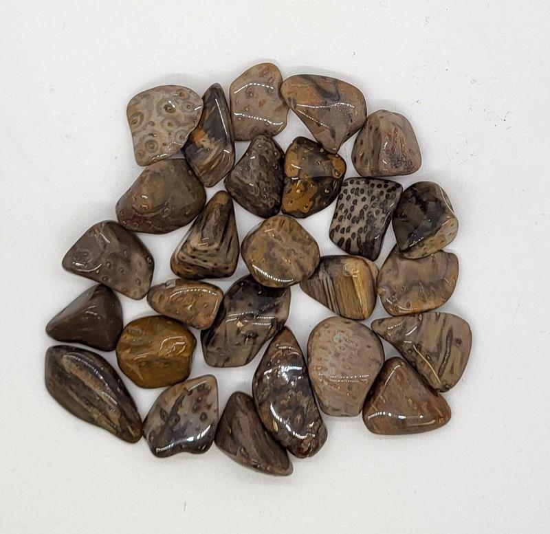 PETRIFIED PALM WOOD - Tumbled