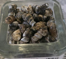 TURITELLA Fossils - Tumbled