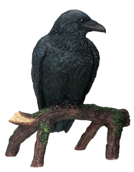 Raven, Branch