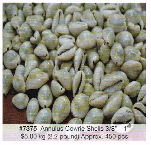 Shell, Annulus Cowrie .375-1in